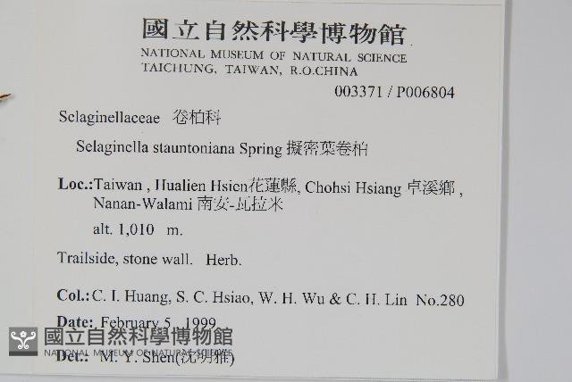 擬密葉卷柏藏品圖，第2張