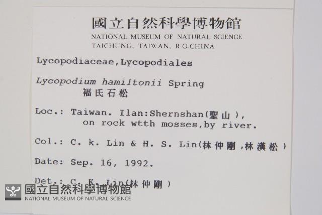 福氏石松藏品圖，第2張