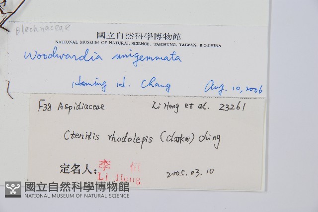 生芽狗脊蕨、頂芽狗脊蕨藏品圖，第2張