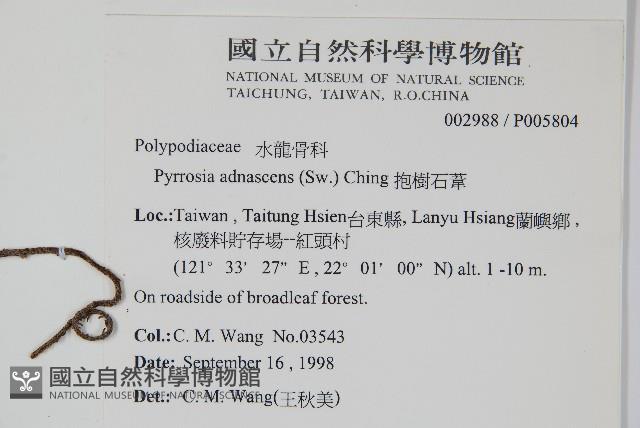 抱樹石葦藏品圖，第2張