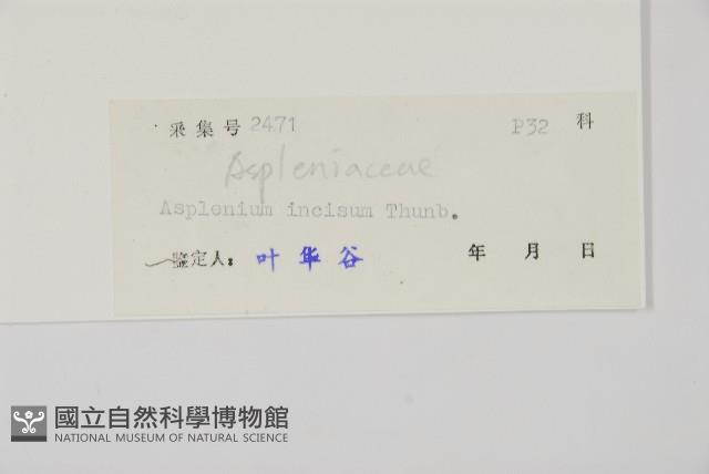 縮羽鐵角蕨藏品圖，第2張