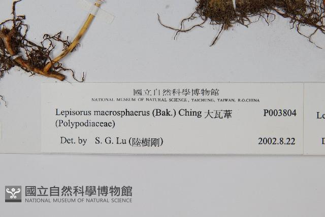 大瓦葦藏品圖，第2張