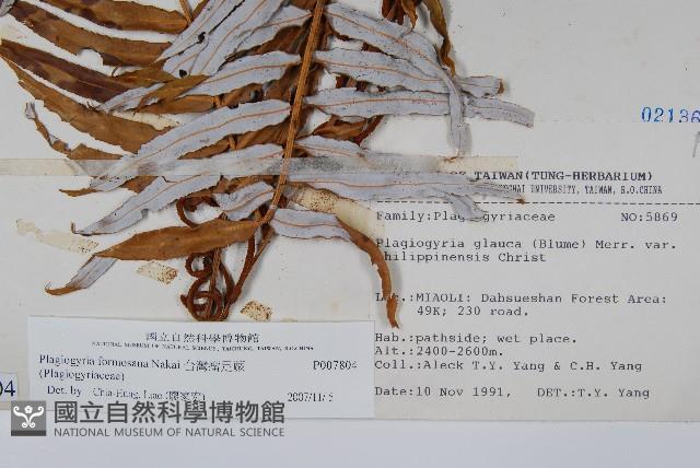 台灣瘤足蕨藏品圖，第2張