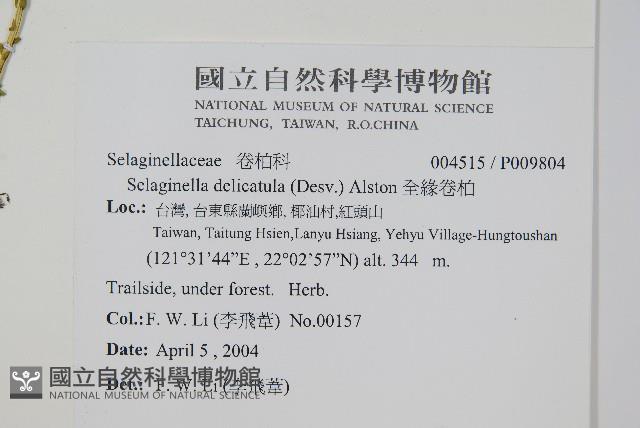 全緣卷柏藏品圖，第2張