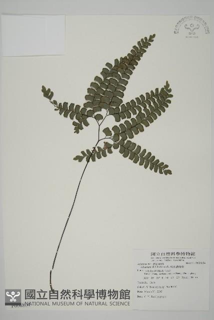 扇葉鐵線蕨藏品圖，第1張