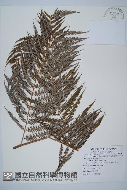 臺灣金狗毛蕨藏品圖，第1張