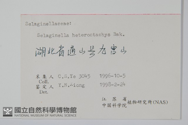 姬卷柏藏品圖，第2張