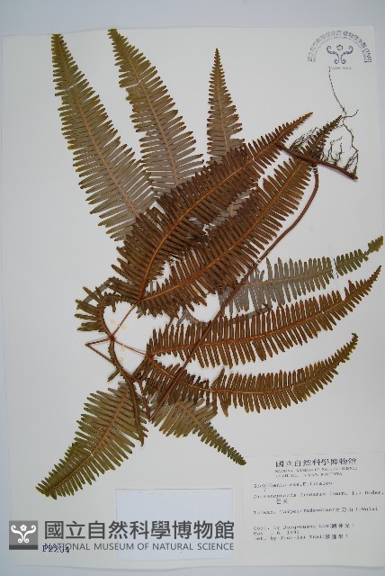 芒萁藏品圖，第1張