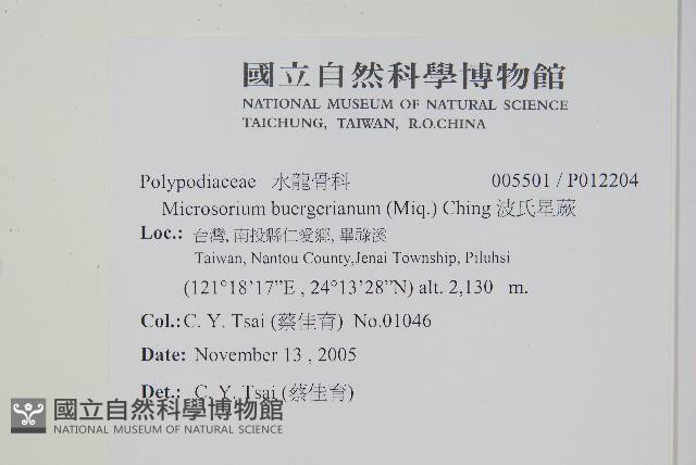 波氏星蕨藏品圖，第2張