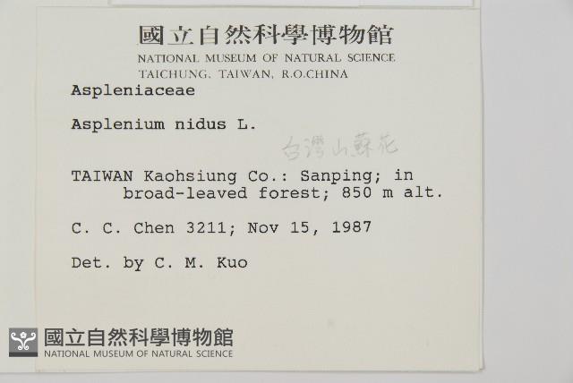 臺灣山蘇花藏品圖，第2張