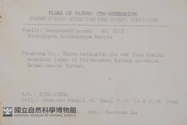 毛果鱗蓋蕨藏品圖，第2張