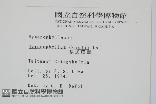 隸氏膜蕨、台灣膜蕨藏品圖，第2張