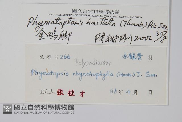 玉山茀蕨藏品圖，第2張