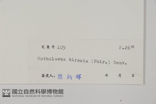 隱囊蕨藏品圖，第2張