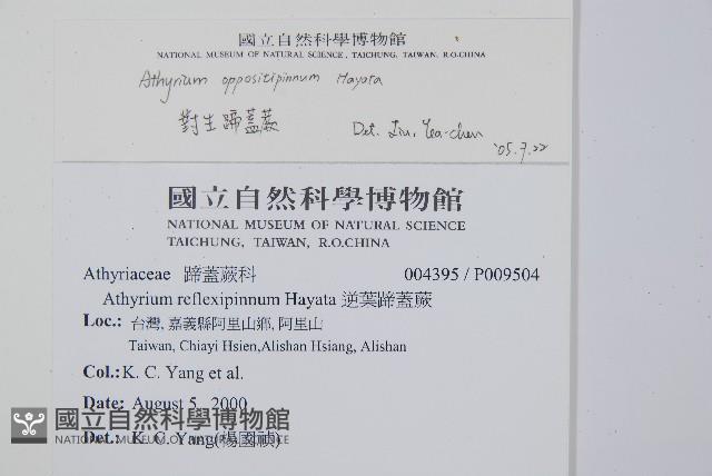 對生蹄蓋蕨藏品圖，第2張