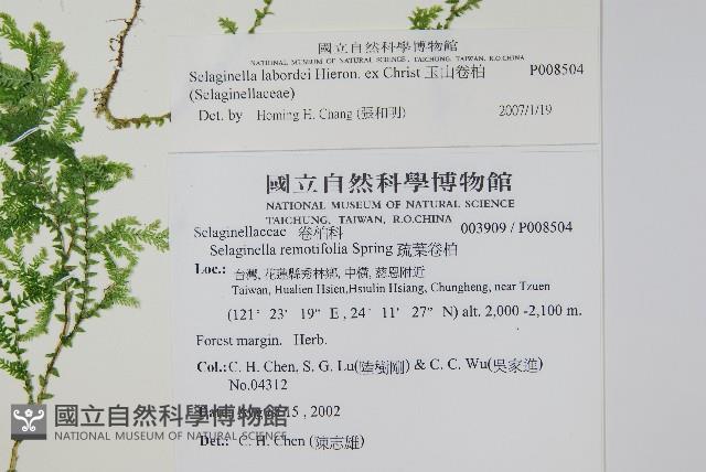 玉山卷柏藏品圖，第2張