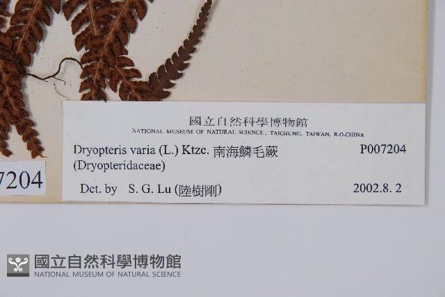 南海鱗毛蕨藏品圖，第2張