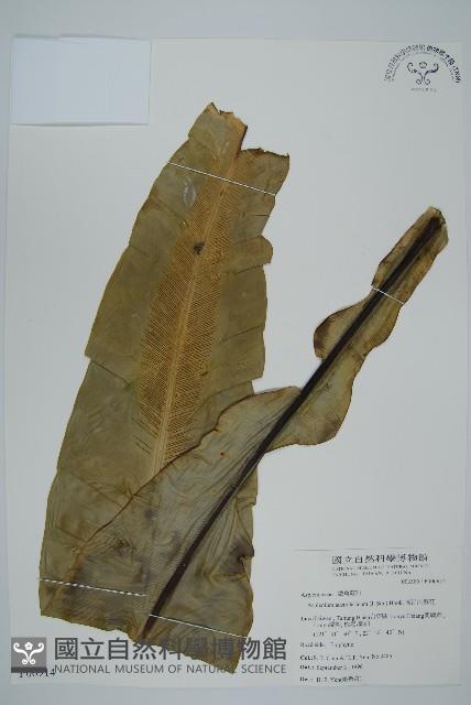 南洋山蘇花藏品圖，第1張