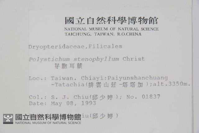 芽胞耳蕨、芽孢耳蕨藏品圖，第2張