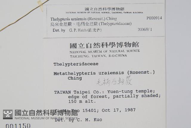 烏來金星蕨、毛柄金星蕨藏品圖，第2張