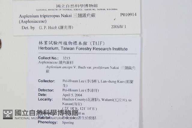 三翅鐵角蕨藏品圖，第2張