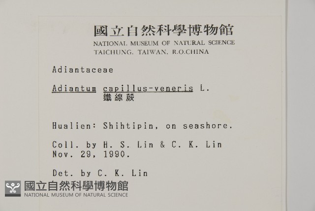 鐵線蕨藏品圖，第2張