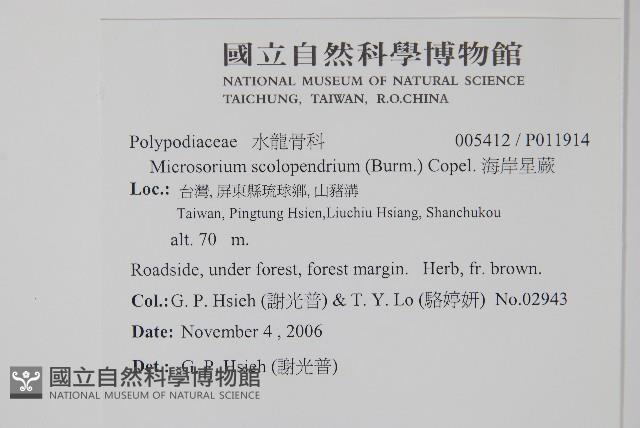 海岸星蕨藏品圖，第2張