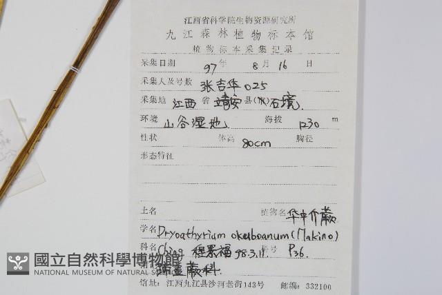 華中介蕨藏品圖，第2張