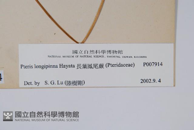 長葉鳳尾蕨藏品圖，第2張