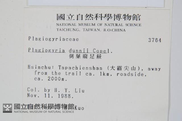 倒葉瘤足蕨藏品圖，第2張