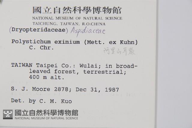 阿里山耳蕨藏品圖，第2張