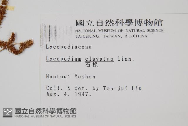 石松藏品圖，第2張