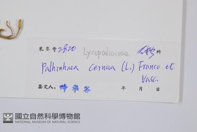 燈龍草藏品圖，第2張