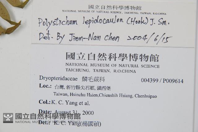 鞭葉耳蕨藏品圖，第2張