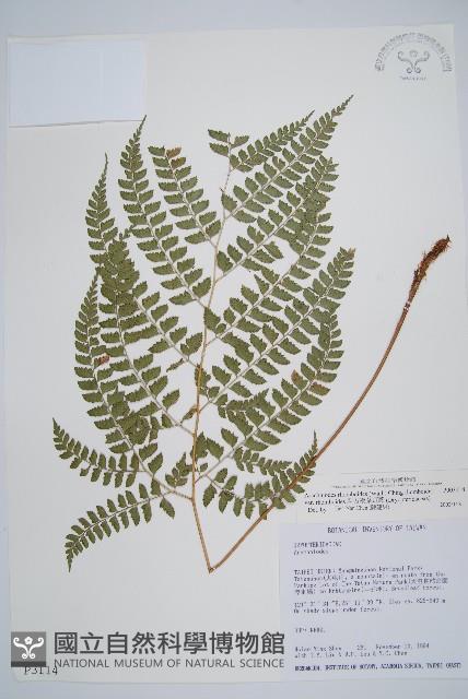 斜方複葉耳蕨藏品圖，第1張