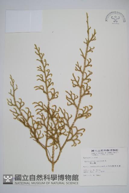 過山龍藏品圖，第1張