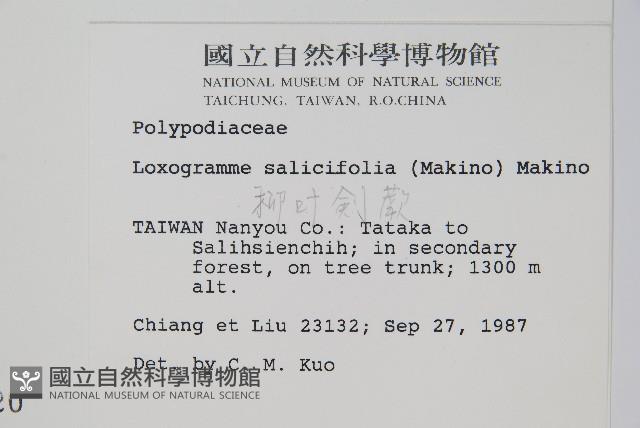 柳葉劍蕨藏品圖，第2張