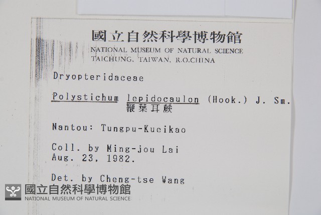 鞭葉耳蕨藏品圖，第2張