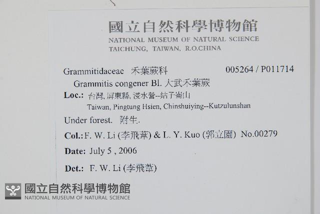 大武禾葉蕨藏品圖，第2張