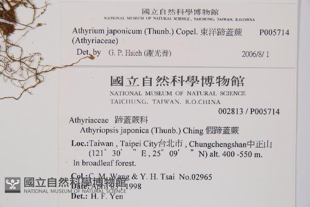 東洋蹄蓋蕨藏品圖，第2張