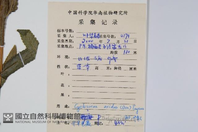 擬毛蕨藏品圖，第2張