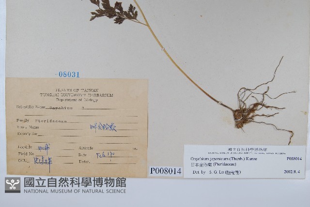 日本金粉蕨藏品圖，第2張