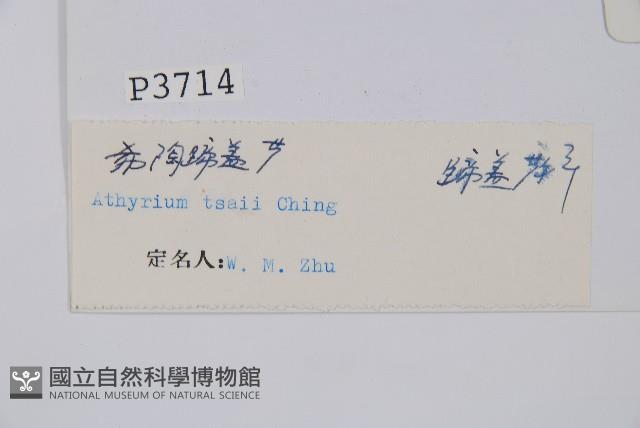 希陶蹄蓋蕨藏品圖，第5張