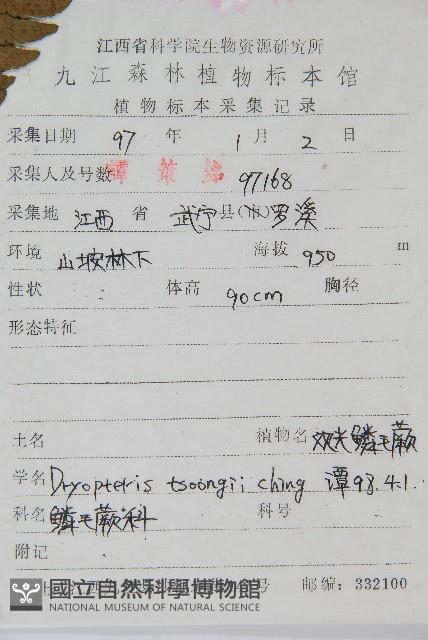 觀光鱗毛蕨藏品圖，第2張