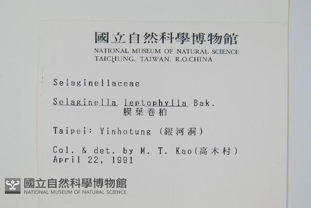 膜葉卷柏藏品圖，第2張