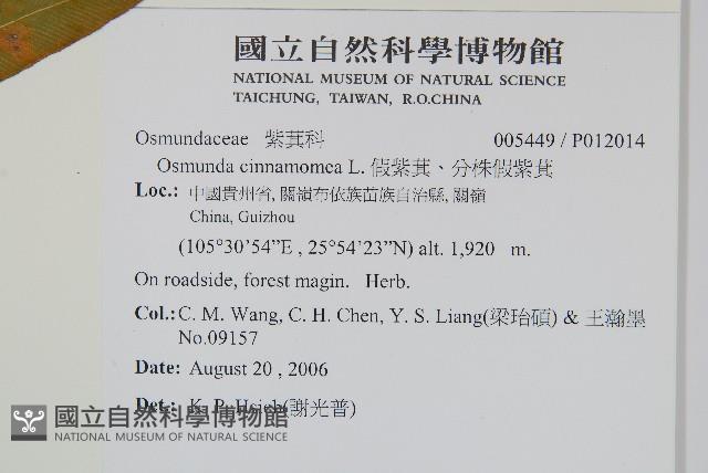 假紫萁、分株假紫萁藏品圖，第2張