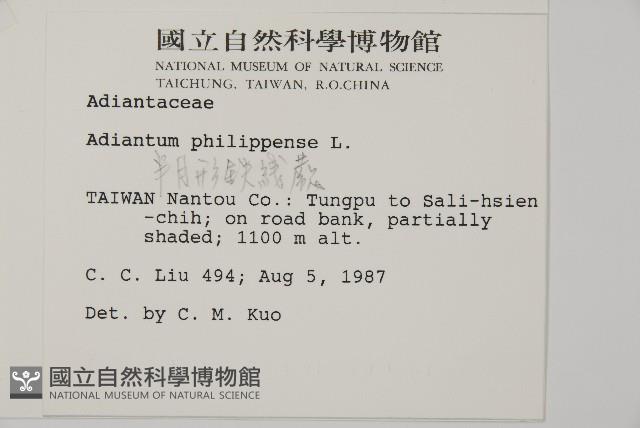 半月形鐵線蕨藏品圖，第2張