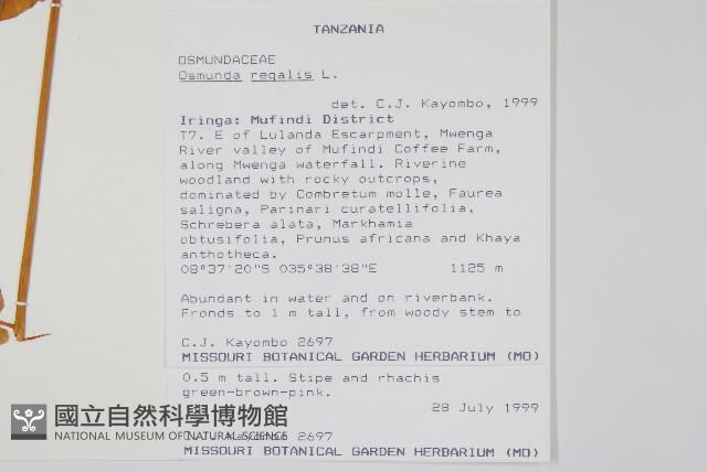 歐紫萁藏品圖，第2張