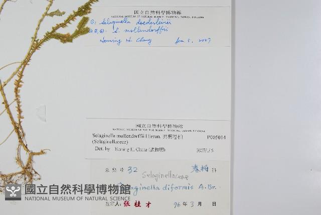 異葉卷柏藏品圖，第2張