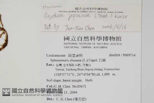 日本金粉蕨藏品圖，第2張